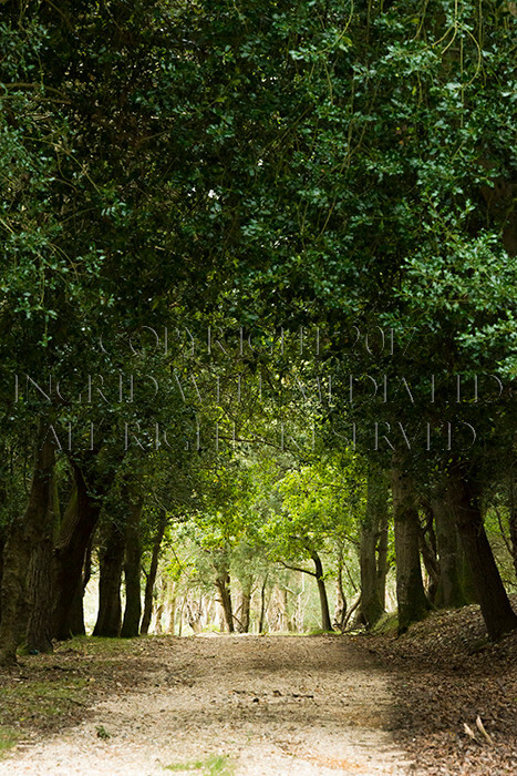 IWM8949 
 NEW FOREST 
 Keywords: INGRID WEEL MEDIA LTD, CORPORATE PHOTOGRAPHY SURREY, BUSINES PHOTOGRAPHY, WEDDING PHOTOGRAPHY, FINE ART PHOTOGRAPHY, FAMILY PHOTOGRAPHY, SOCIAL, TREES, LANDSCAPES