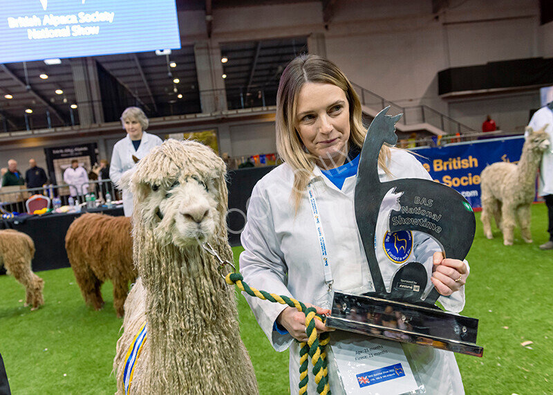 IWM0157 
 Photography of BAS National Show 2023 
 Keywords: Surrey Photographer, Alpacas, Suri, Huacaya, 2023, BAS, British Alpaca Society, Alpaca, Suri, Huacaya, Fleece Judging, Halter Show