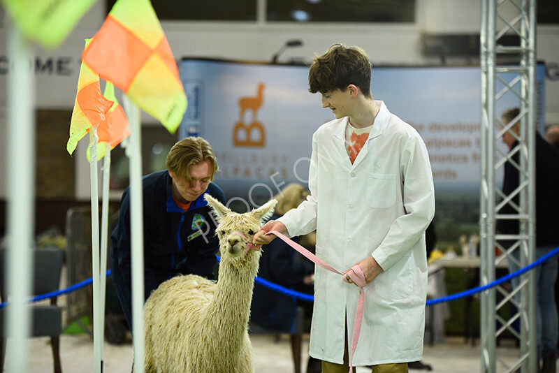 IWP3949 
 HOEAG Spring Fiesta 2024 
 Keywords: Heart of England Alpaca Group, Spring Fiesta 2024, Alpaca Show, Fleece Show Alpaca, Suri, Huacaya