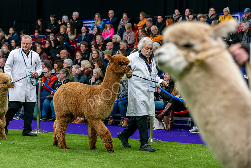 IWM5895 
 BAS National Show 2024 
 Keywords: British Alpaca Society, National Show, 2024, Champion of Champions Fleece Show, Alpaca, Suri, Huacaya