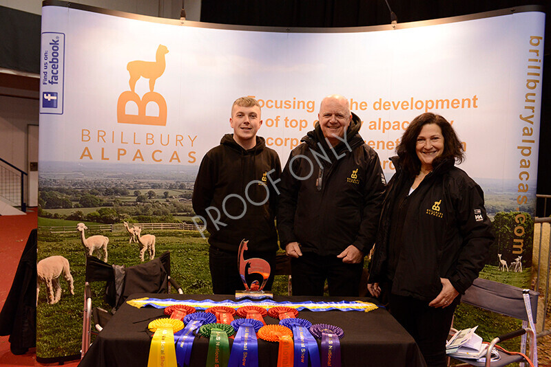 IWM9763 
 Photography of BAS National Show 2023 
 Keywords: Surrey Photographer, Alpacas, Suri, Huacaya, 2023, BAS, British Alpaca Society, Alpaca, Suri, Huacaya, Fleece Judging, Halter Show