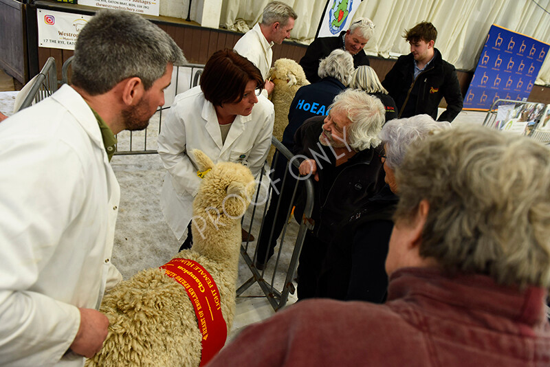 IWP4277 
 HOEAG Spring Fiesta 2024 
 Keywords: Heart of England Alpaca Group, Spring Fiesta 2024, Alpaca Show, Fleece Show Alpaca, Suri, Huacaya