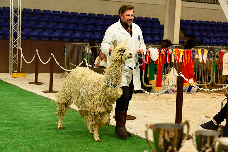 IWP8170 
 HoEAG Spring Fiesta 2022 
 Keywords: Surrey Photographer, Alpacas, Suri, Huacaya, HoEAG, Spring Fiesta, 2022, Heart of England Alpaca Group