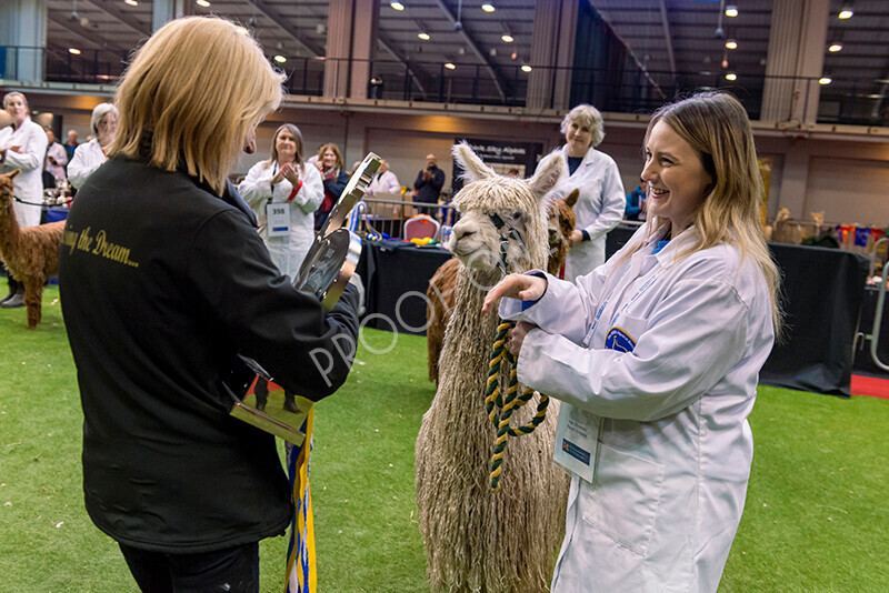 IWM0152 
 Photography of BAS National Show 2023 
 Keywords: Surrey Photographer, Alpacas, Suri, Huacaya, 2023, BAS, British Alpaca Society, Alpaca, Suri, Huacaya, Fleece Judging, Halter Show