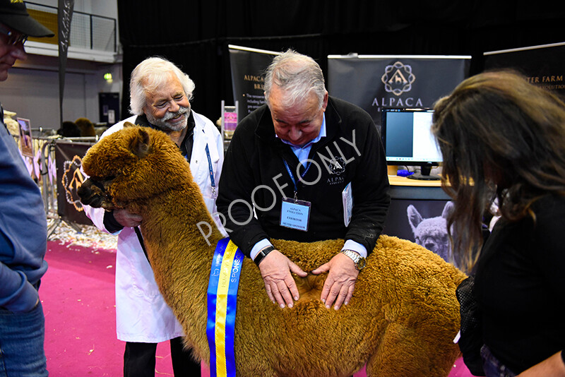 IWM5221 
 BAS National Show 2022 
 Keywords: Surrey Photographer, Alpacas, Suri, Huacaya, BAS National Show 2022, BAS' British Alpaca Society