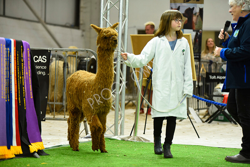 IWP3935 
 HOEAG Spring Fiesta 2024 
 Keywords: Heart of England Alpaca Group, Spring Fiesta 2024, Alpaca Show, Fleece Show Alpaca, Suri, Huacaya