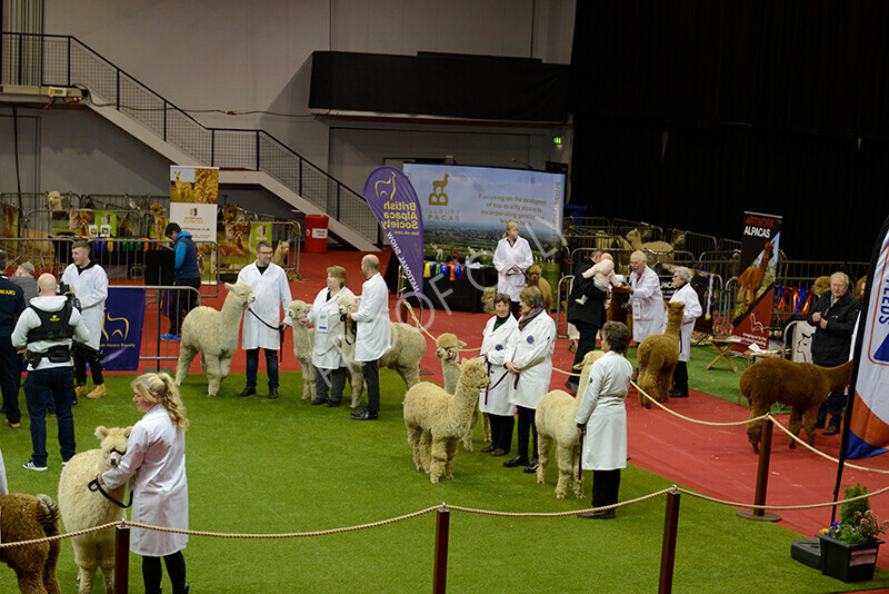 IWM9518 
 Photography of BAS National Show 2023 
 Keywords: Surrey Photographer, Alpacas, Suri, Huacaya, 2023, BAS, British Alpaca Society, Alpaca, Suri, Huacaya, Fleece Judging, Halter Show