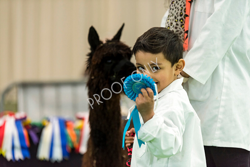 IWP7661 
 HoEAG Spring Fiesta 2022 
 Keywords: Surrey Photographer, Alpacas, Suri, Huacaya, HoEAG, Spring Fiesta, 2022, Heart of England Alpaca Group