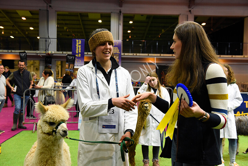 IWM5779 
 BAS National Show 2022 
 Keywords: Surrey Photographer, Alpacas, Suri, Huacaya, BAS National Show 2022, BAS' British Alpaca Society