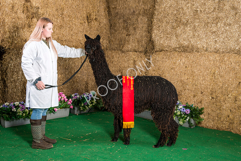 IWM7439 
 HoEAG Spring Fiesta 2022 
 Keywords: Surrey Photographer, Alpacas, Suri, Huacaya, HoEAG, Spring Fiesta, 2022, Heart of England Alpaca Group