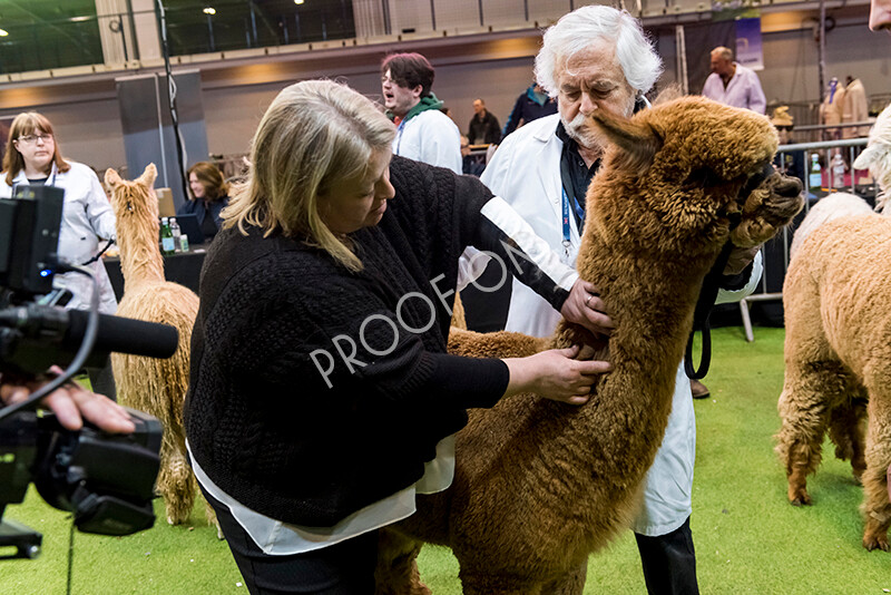 IWM5986 
 BAS National Show 2022 
 Keywords: Surrey Photographer, Alpacas, Suri, Huacaya, BAS National Show 2022, BAS' British Alpaca Society