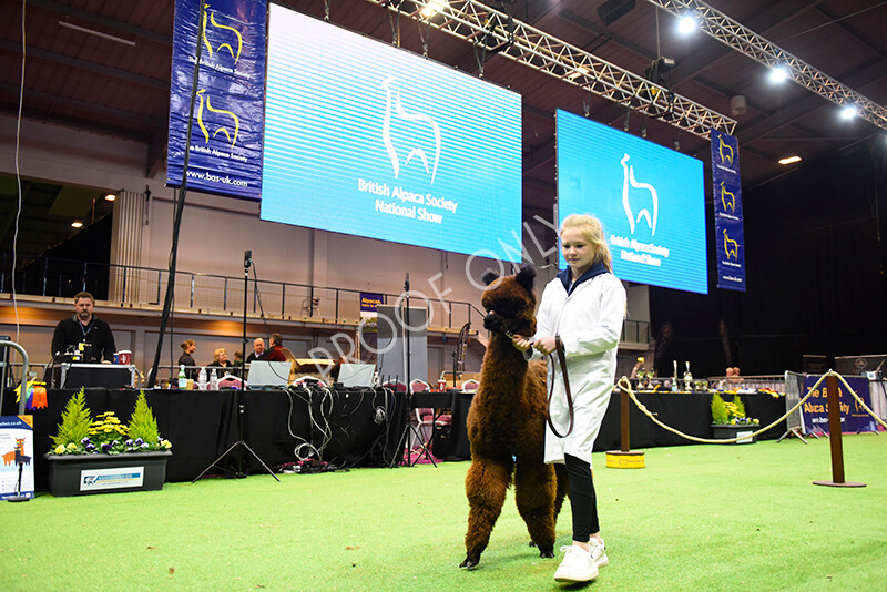 IWM5701 
 BAS National Show 2022 
 Keywords: Surrey Photographer, Alpacas, Suri, Huacaya, BAS National Show 2022, BAS' British Alpaca Society