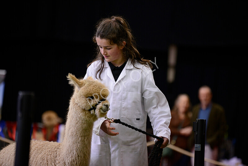 IWM9951 
 Photography of BAS National Show 2023 
 Keywords: Surrey Photographer, Alpacas, Suri, Huacaya, 2023, BAS, British Alpaca Society, Alpaca, Suri, Huacaya, Fleece Judging, Halter Show