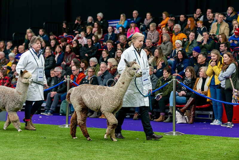 IWM5900 
 BAS National Show 2024 
 Keywords: British Alpaca Society, National Show, 2024, Champion of Champions Fleece Show, Alpaca, Suri, Huacaya