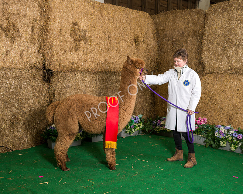 IWM7271 
 HoEAG Spring Fiesta 2022 
 Keywords: Surrey Photographer, Alpacas, Suri, Huacaya, HoEAG, Spring Fiesta, 2022, Heart of England Alpaca Group