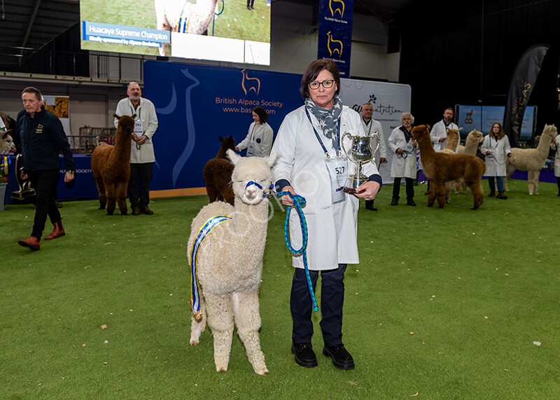 IWP1740 
 BAS National Show 2024 
 Keywords: British Alpaca Society, National Show, 2024, Champion of Champions Fleece Show, Alpaca, Suri, Huacaya