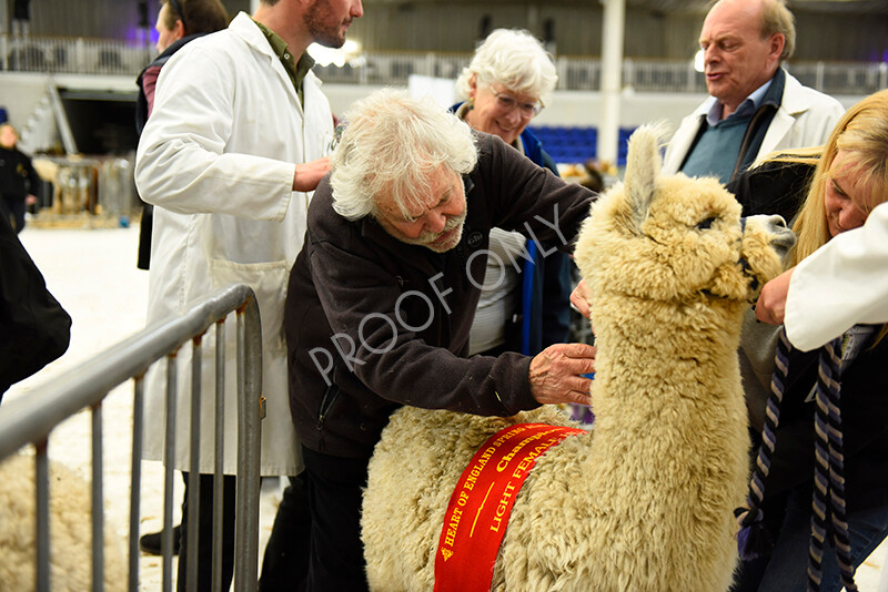 IWP4270 
 HOEAG Spring Fiesta 2024 
 Keywords: Heart of England Alpaca Group, Spring Fiesta 2024, Alpaca Show, Fleece Show Alpaca, Suri, Huacaya