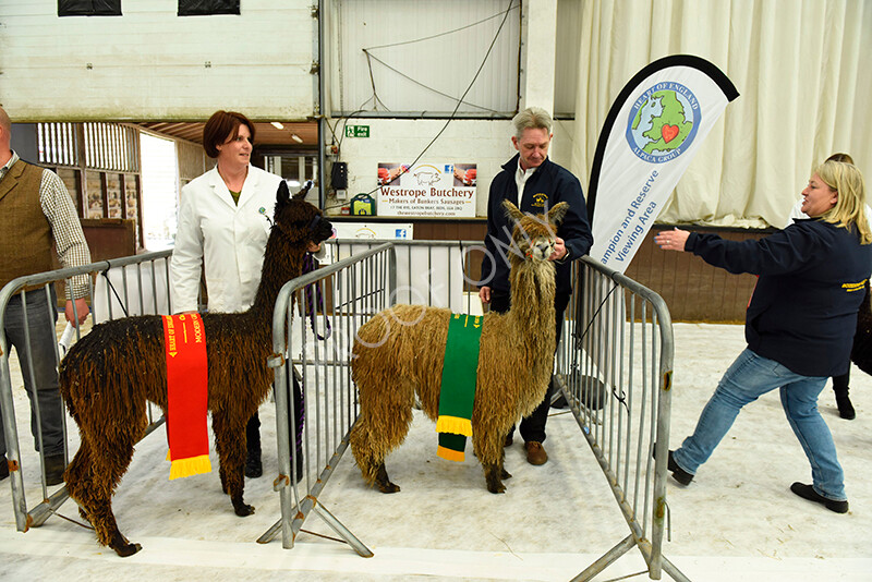 IWP3429 
 HOEAG Spring Fiesta 2024 
 Keywords: Heart of England Alpaca Group, Spring Fiesta 2024, Alpaca Show, Fleece Show Alpaca, Suri, Huacaya