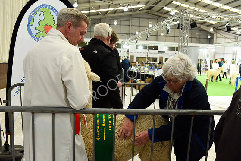 IWP4276 
 HOEAG Spring Fiesta 2024 
 Keywords: Heart of England Alpaca Group, Spring Fiesta 2024, Alpaca Show, Fleece Show Alpaca, Suri, Huacaya