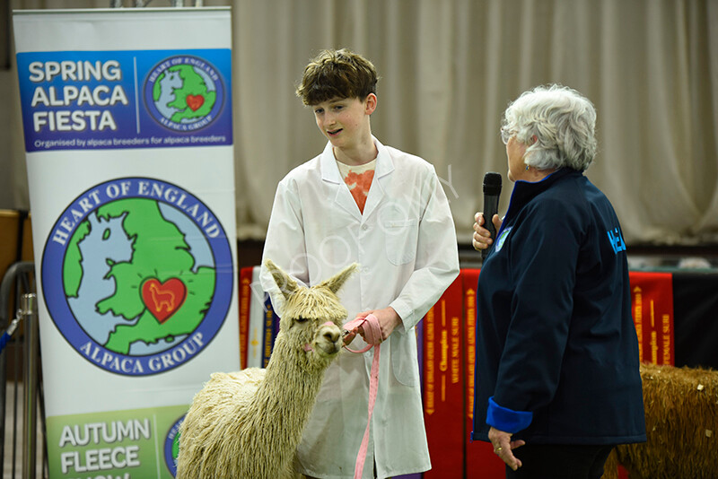 IWP3979 
 HOEAG Spring Fiesta 2024 
 Keywords: Heart of England Alpaca Group, Spring Fiesta 2024, Alpaca Show, Fleece Show Alpaca, Suri, Huacaya