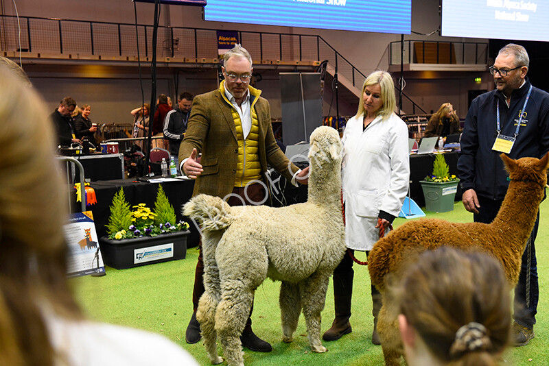 IWM5828 
 BAS National Show 2022 
 Keywords: Surrey Photographer, Alpacas, Suri, Huacaya, BAS National Show 2022, BAS' British Alpaca Society