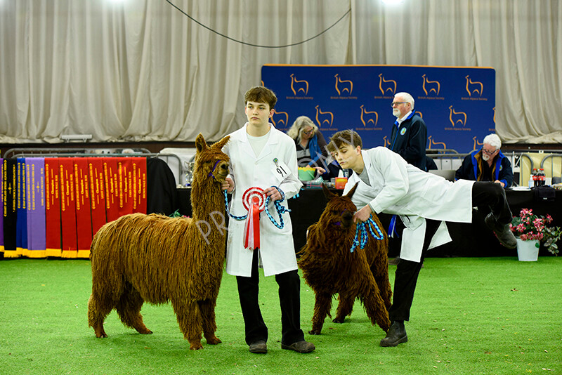 IWP3821 
 HOEAG Spring Fiesta 2024 
 Keywords: Heart of England Alpaca Group, Spring Fiesta 2024, Alpaca Show, Fleece Show Alpaca, Suri, Huacaya