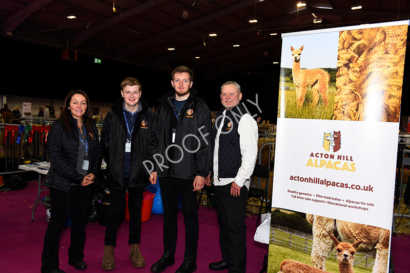 IWM4846 
 BAS National Show 2022 
 Keywords: Surrey Photographer, Alpacas, Suri, Huacaya, BAS National Show 2022, BAS' British Alpaca Society