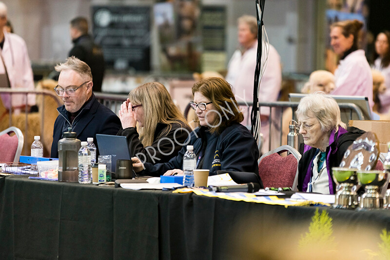 IWM4970 
 BAS National Show 2022 
 Keywords: Surrey Photographer, Alpacas, Suri, Huacaya, BAS National Show 2022, BAS' British Alpaca Society