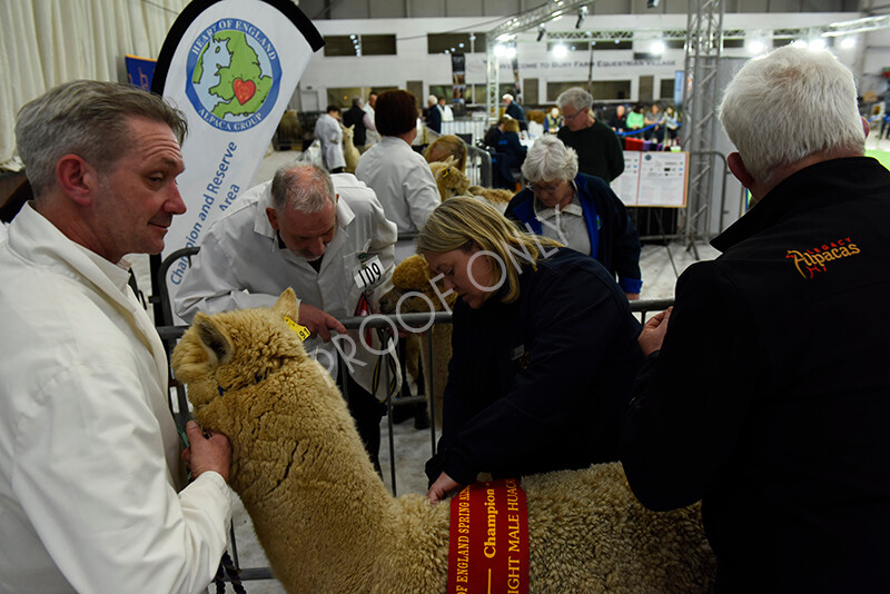 IWP4380 
 HOEAG Spring Fiesta 2024 
 Keywords: Heart of England Alpaca Group, Spring Fiesta 2024, Alpaca Show, Fleece Show Alpaca, Suri, Huacaya