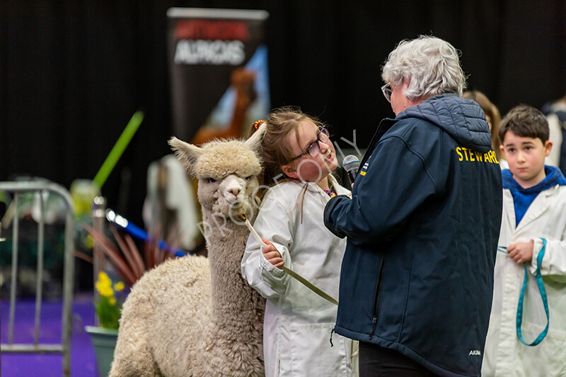 IWP0771 
 BAS National Show 2024 
 Keywords: British Alpaca Society, National Show, 2024, Champion of Champions Fleece Show, Alpaca, Suri, Huacaya