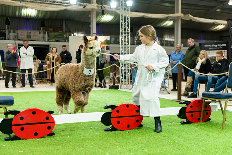 IWP2536 
 HoEAG Spring Fiesta 2023 
 Keywords: Surrey Photographer, Alpacas, Suri, Huacaya, HoEAG, Spring Fiesta, 2023, Heart of England Alpaca Group