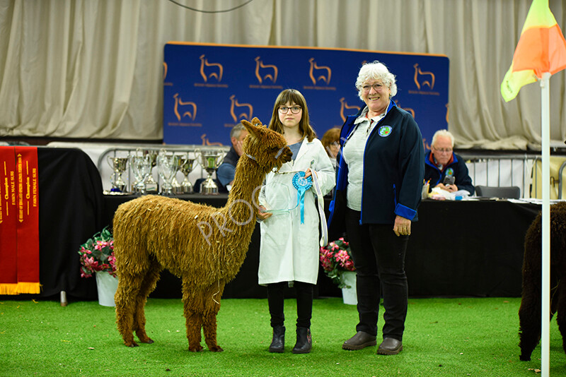 IWP3995 
 HOEAG Spring Fiesta 2024 
 Keywords: Heart of England Alpaca Group, Spring Fiesta 2024, Alpaca Show, Fleece Show Alpaca, Suri, Huacaya