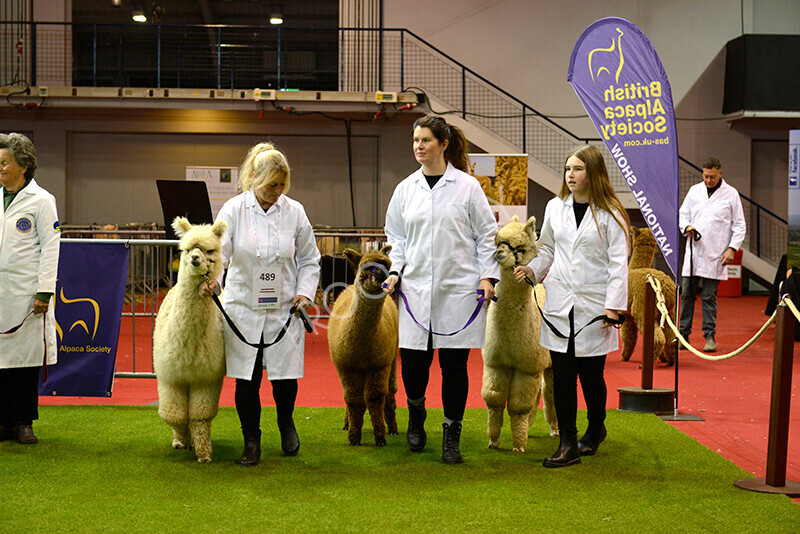 IWM9501 
 Photography of BAS National Show 2023 
 Keywords: Surrey Photographer, Alpacas, Suri, Huacaya, 2023, BAS, British Alpaca Society, Alpaca, Suri, Huacaya, Fleece Judging, Halter Show