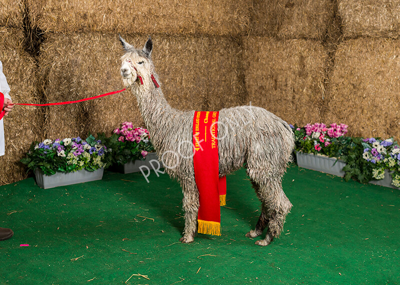 IWM7427 
 HoEAG Spring Fiesta 2022 
 Keywords: Surrey Photographer, Alpacas, Suri, Huacaya, HoEAG, Spring Fiesta, 2022, Heart of England Alpaca Group