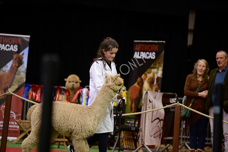 IWM9945 
 Photography of BAS National Show 2023 
 Keywords: Surrey Photographer, Alpacas, Suri, Huacaya, 2023, BAS, British Alpaca Society, Alpaca, Suri, Huacaya, Fleece Judging, Halter Show