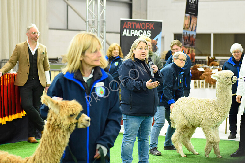 IWP1563 
 HoEAG Spring Fiesta 2023 
 Keywords: Surrey Photographer, Alpacas, Suri, Huacaya, HoEAG, Spring Fiesta, 2023, Heart of England Alpaca Group