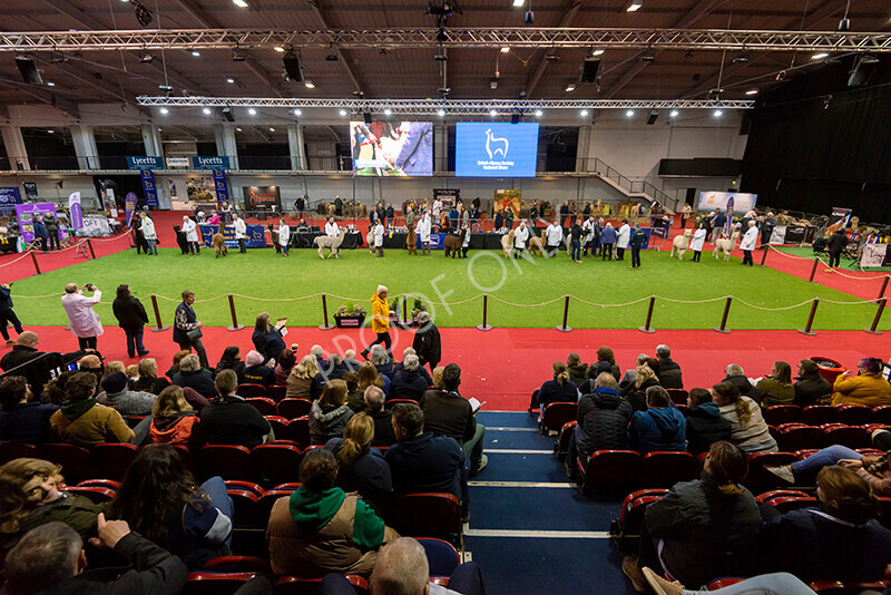 IWM0224 
 Photography of BAS National Show 2023 
 Keywords: Surrey Photographer, Alpacas, Suri, Huacaya, 2023, BAS, British Alpaca Society, Alpaca, Suri, Huacaya, Fleece Judging, Halter Show