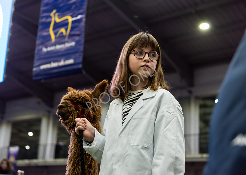 IWP0770 
 BAS National Show 2024 
 Keywords: British Alpaca Society, National Show, 2024, Champion of Champions Fleece Show, Alpaca, Suri, Huacaya