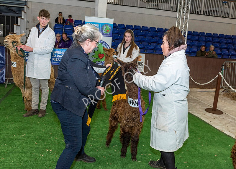 IWP8364 
 HoEAG Spring Fiesta 2022 
 Keywords: Surrey Photographer, Alpacas, Suri, Huacaya, HoEAG, Spring Fiesta, 2022, Heart of England Alpaca Group