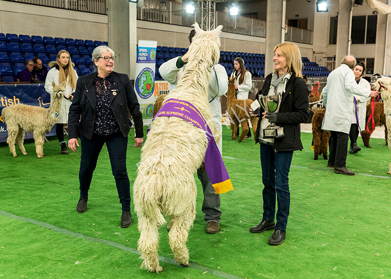 IWP8417 
 HoEAG Spring Fiesta 2022 
 Keywords: Surrey Photographer, Alpacas, Suri, Huacaya, HoEAG, Spring Fiesta, 2022, Heart of England Alpaca Group