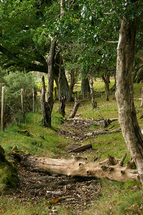 IWM8952 
 NEW FOREST 
 Keywords: INGRID WEEL MEDIA LTD, CORPORATE PHOTOGRAPHY SURREY, BUSINES PHOTOGRAPHY, WEDDING PHOTOGRAPHY, FINE ART PHOTOGRAPHY, FAMILY PHOTOGRAPHY, SOCIAL, TREES, LANDSCAPES