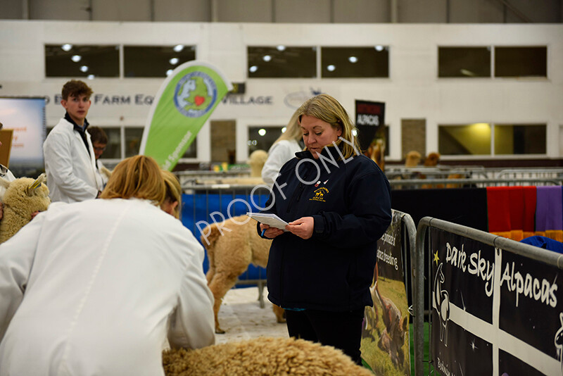 IWP7818 
 HoEAG Spring Fiesta 2022 
 Keywords: Surrey Photographer, Alpacas, Suri, Huacaya, HoEAG, Spring Fiesta, 2022, Heart of England Alpaca Group