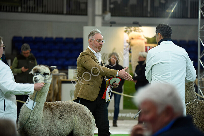 IWP1609 
 HoEAG Spring Fiesta 2023 
 Keywords: Surrey Photographer, Alpacas, Suri, Huacaya, HoEAG, Spring Fiesta, 2023, Heart of England Alpaca Group