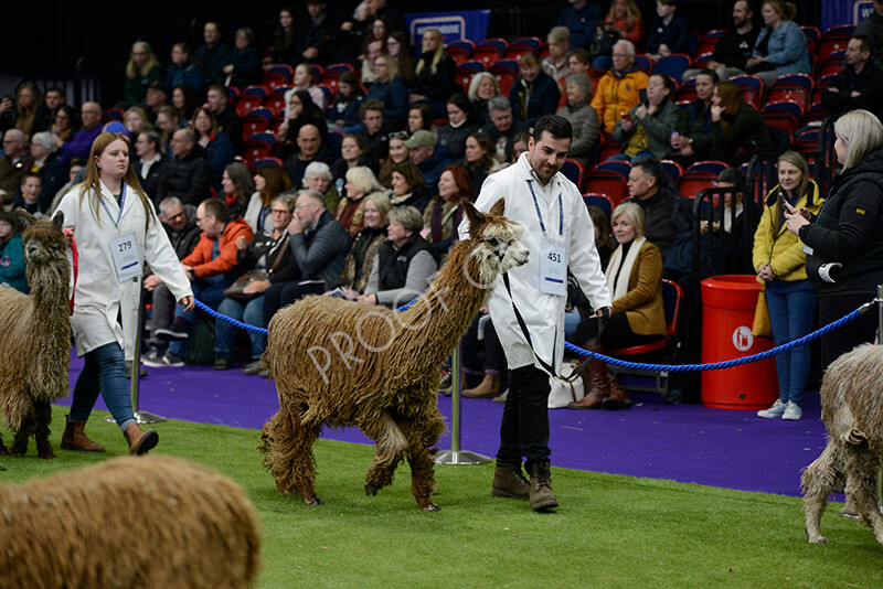 IWM5846 
 BAS National Show 2024 
 Keywords: British Alpaca Society, National Show, 2024, Champion of Champions Fleece Show, Alpaca, Suri, Huacaya