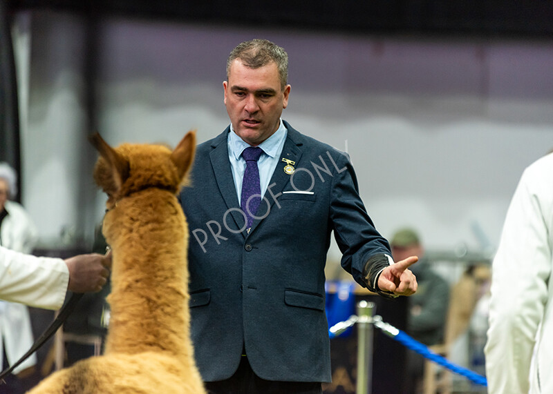 IWP0955 
 BAS National Show 2024 
 Keywords: British Alpaca Society, National Show, 2024, Champion of Champions Fleece Show, Alpaca, Suri, Huacaya