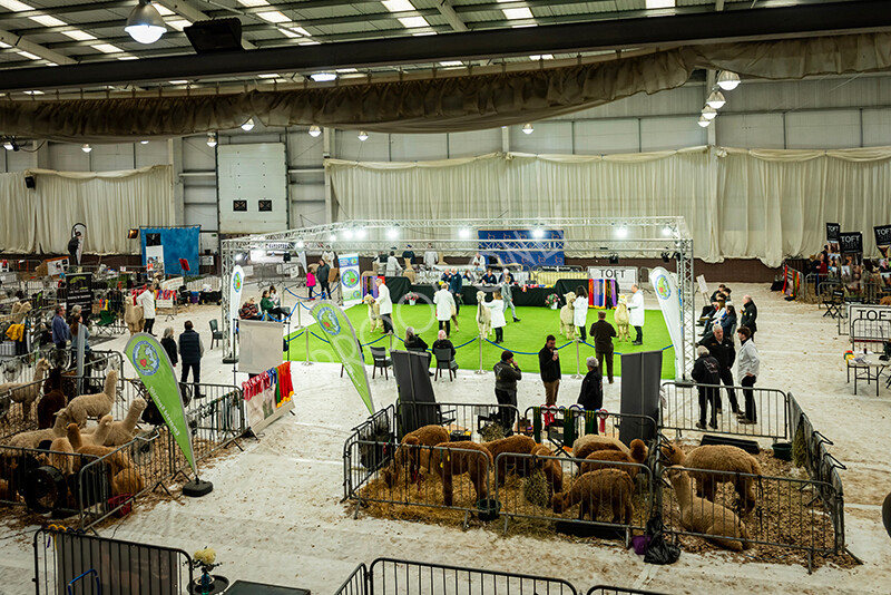 IWP4591 
 HOEAG Spring Fiesta 2024 
 Keywords: Heart of England Alpaca Group, Spring Fiesta 2024, Alpaca Show, Fleece Show Alpaca, Suri, Huacaya