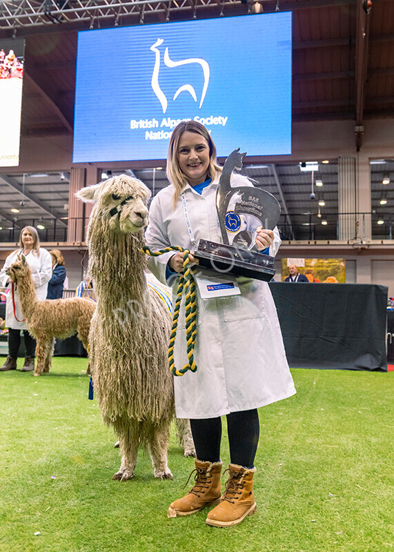 IWM0169 
 Photography of BAS National Show 2023 
 Keywords: Surrey Photographer, Alpacas, Suri, Huacaya, 2023, BAS, British Alpaca Society, Alpaca, Suri, Huacaya, Fleece Judging, Halter Show