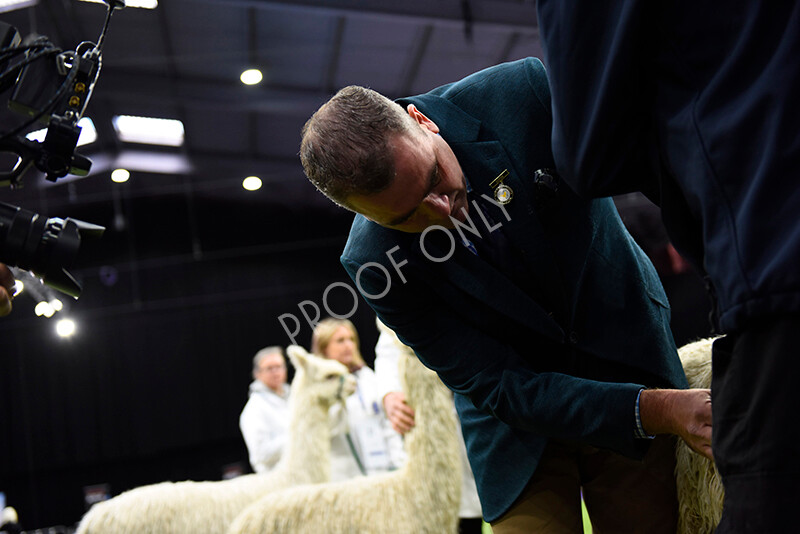 IWP0113 
 BAS National Show 2024 
 Keywords: British Alpaca Society, National Show, 2024, Champion of Champions Fleece Show, Alpaca, Suri, Huacaya