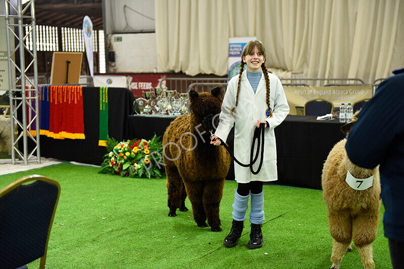 IWP2559 
 HoEAG Spring Fiesta 2023 
 Keywords: Surrey Photographer, Alpacas, Suri, Huacaya, HoEAG, Spring Fiesta, 2023, Heart of England Alpaca Group