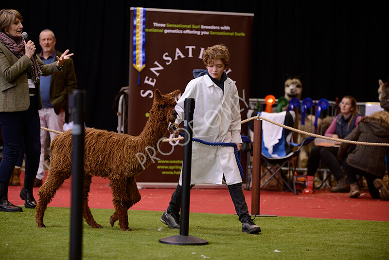 IWM9913 
 Photography of BAS National Show 2023 
 Keywords: Surrey Photographer, Alpacas, Suri, Huacaya, 2023, BAS, British Alpaca Society, Alpaca, Suri, Huacaya, Fleece Judging, Halter Show